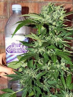 Automatic AK47 x Auto Hindu Kush