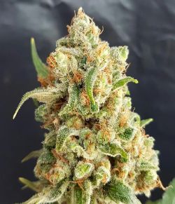 Automatic AK47 x New York City Diesel