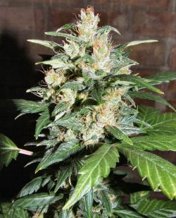 Automatic Blueberry