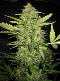 Automatic Lemon Skunk
