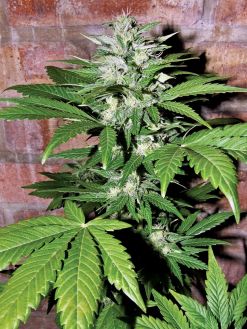 Automatic White Widow